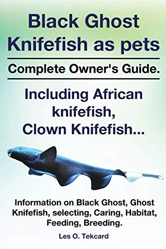 Black ghost knifefish - ghost, pets